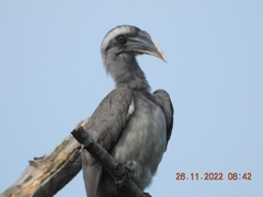 Ocyceros birostris