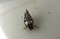 Dermestes frischii