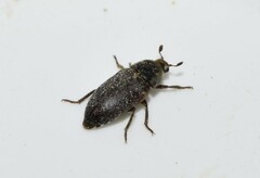 Dermestes frischii