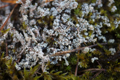 Stereocaulon vesuvianum