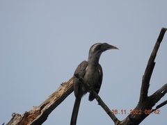 Ocyceros birostris