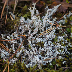 Stereocaulon vesuvianum