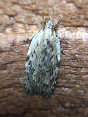 Phaeosaces compsotypa
