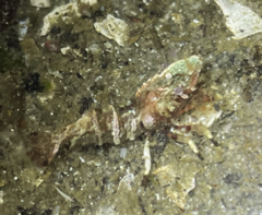 Spirontocaris prionota