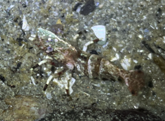 Spirontocaris prionota