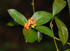 Sarcandra glabra