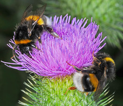 Bombus terrestris