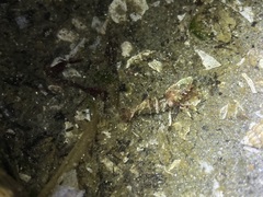 Spirontocaris prionota