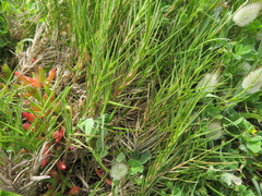 Distichlis distichophylla