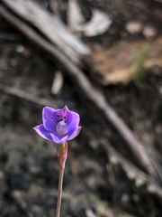 Thelymitra juncifolia