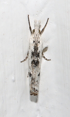 Crambus sparsellus