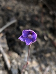 Thelymitra juncifolia
