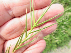 Distichlis distichophylla