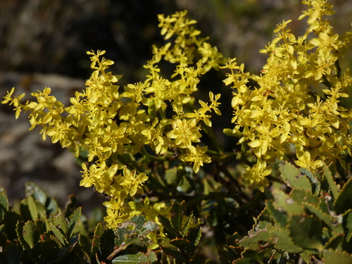 Misodendrum angulatum