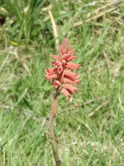 Sacoila lanceolata