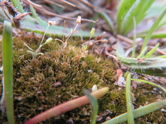 Rosulabryum