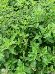 Ocimum tenuiflorum