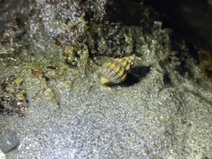 Nassarius mendicus