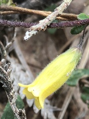 Marianthus bignoniaceus