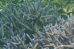 Chaetodon baronessa