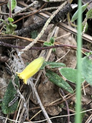 Marianthus bignoniaceus