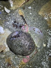 Acanthodoris nanaimoensis