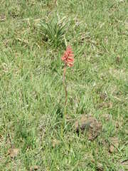 Sacoila lanceolata