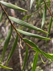 Dendrobium cunninghamii