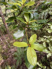 Beilschmiedia tarairi