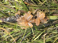 Ecteinascidia turbinata