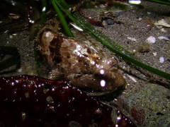 Artedius harringtoni