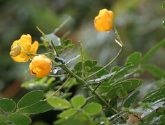 Senna bicapsularis
