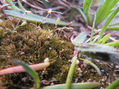 Rosulabryum