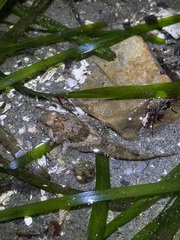 Artedius harringtoni