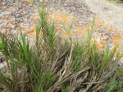 Distichlis distichophylla