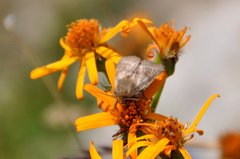 Eriopygodes imbecilla