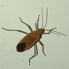Leptocoris
