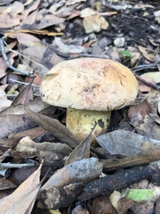Rubroboletus lupinus