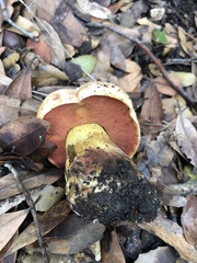Rubroboletus lupinus