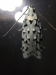 Izatha peroneanella
