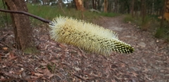Xanthorrhoea macronema