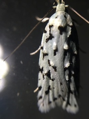 Izatha peroneanella