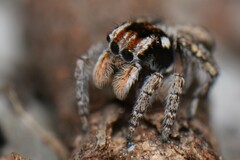 Maratus plumosus