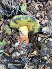 Rubroboletus pulchrotinctus