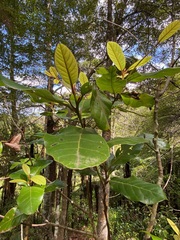 Beilschmiedia tarairi