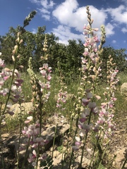 Onobrychis schahuensis