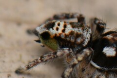 Maratus plumosus