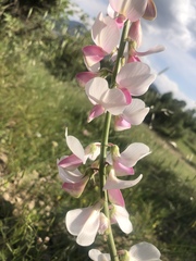 Onobrychis schahuensis