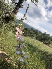 Onobrychis schahuensis