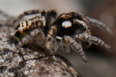Maratus plumosus